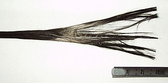 Fibre