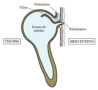Excretion