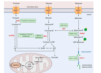 metabolism