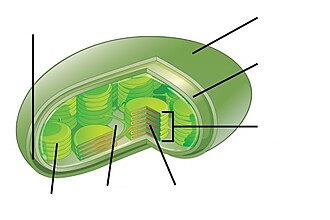 chloroplast