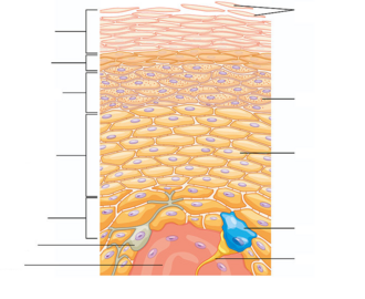 epidermis