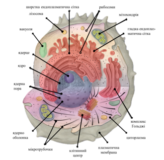 organelle