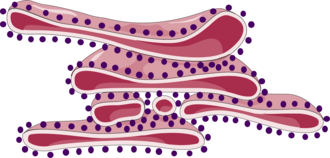 endoplasmic reticulum