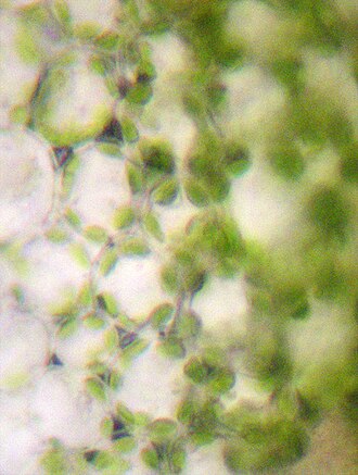 palisade cell