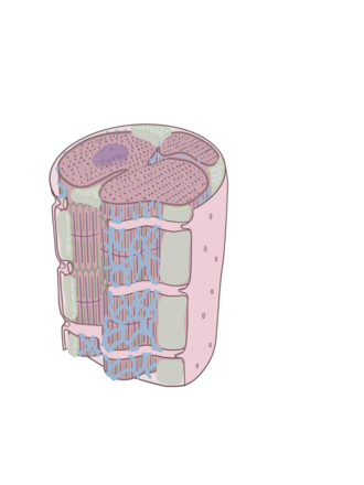 muscle cell