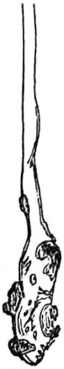 root hair