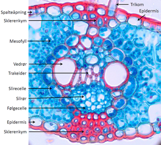 tissue
