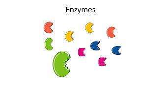 enzyme