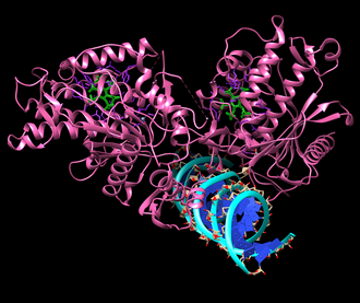 biological catalysts