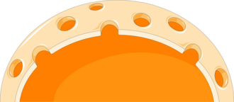 Nucleus