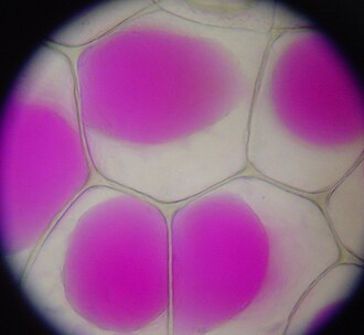 vacuole