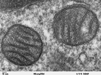 mitochondria