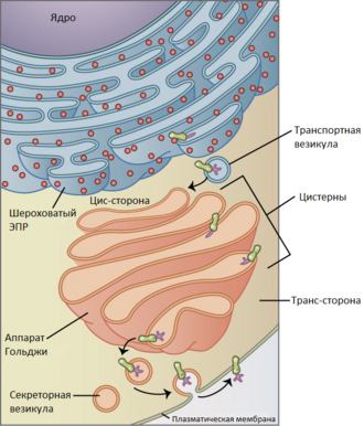 golgi body