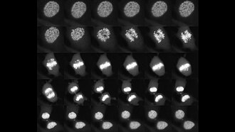 cell division