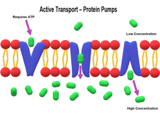 active transport