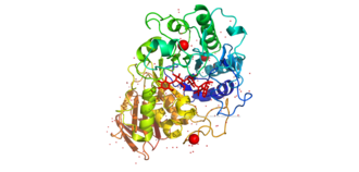 amylase