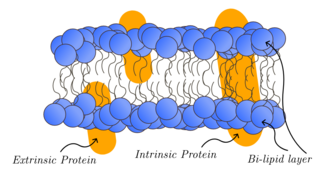 Membrane