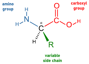 amino acid