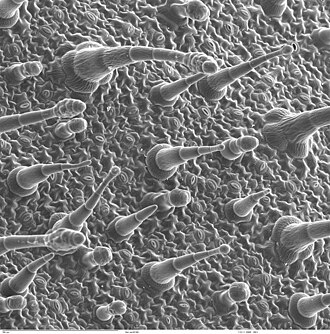 upper epidermis