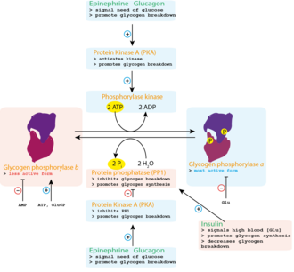 glycogen
