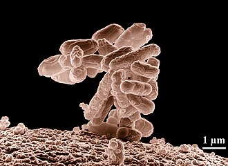 microorganism