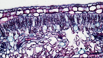 palisade mesophyll