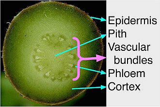 vascular bundles