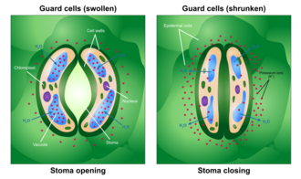 guard cell