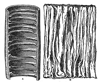 alimentary canal