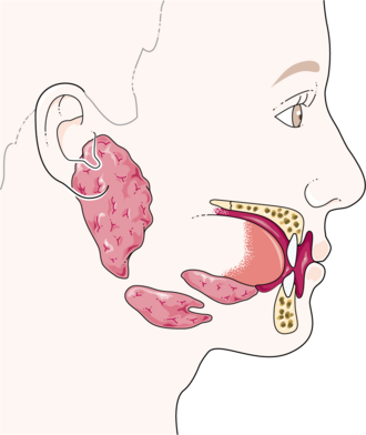 salivary glands
