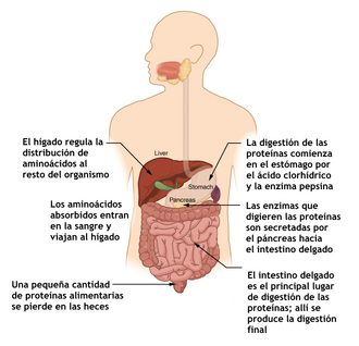 digestion