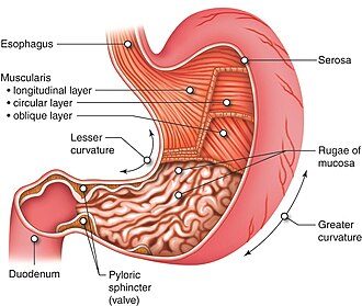 chemical digestion
