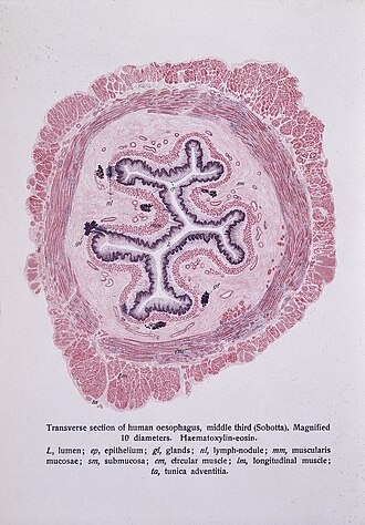 oesophagus