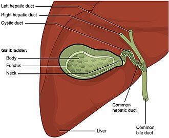 gall bladder