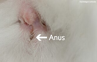 anus