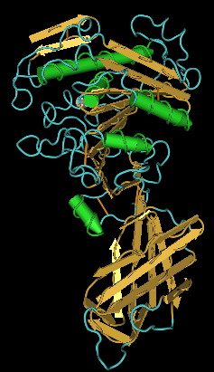 lipase
