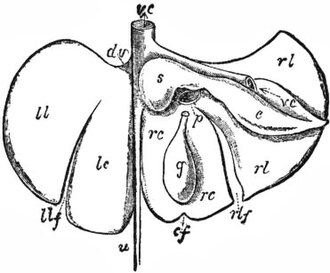 liver