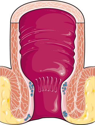 rectum