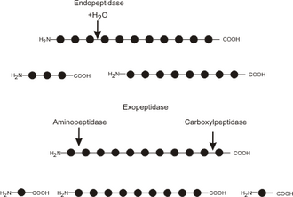 protease