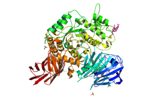 maltase