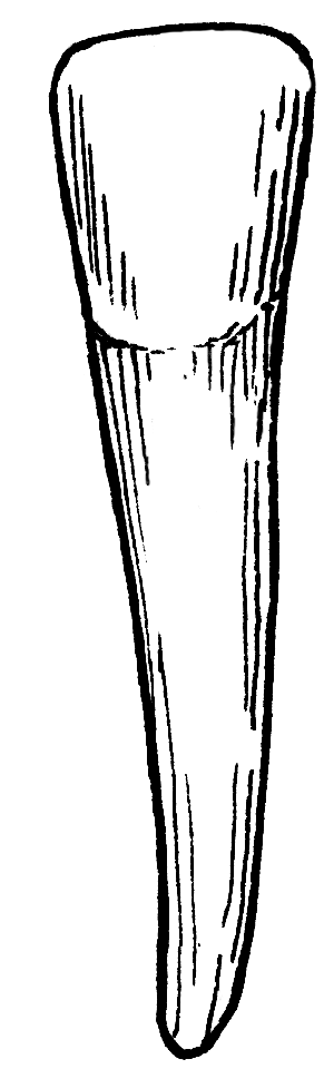 incisor