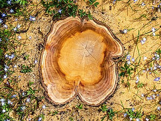 root