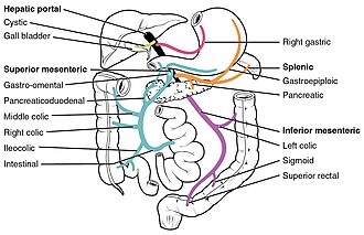 hepatic portal vein