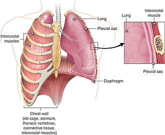 Pulmonary artery