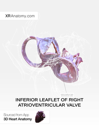 Tricuspid valve