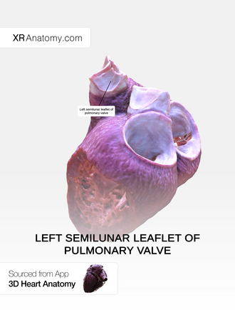 Semilunar valve