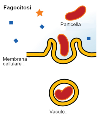 Phagocytosis
