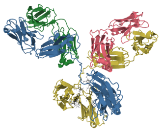 Antibody
