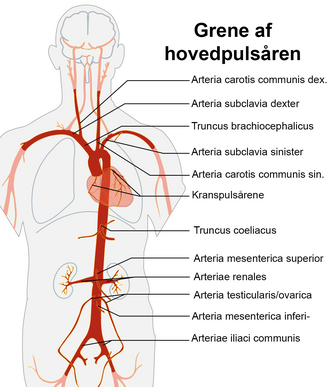 Aorta