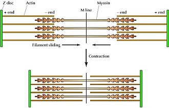 Contraction